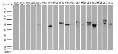 OriGene CF190116 image 1