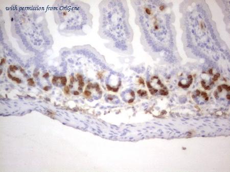 OriGene CF190119 image 1