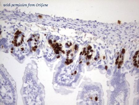 OriGene CF190123 image 1