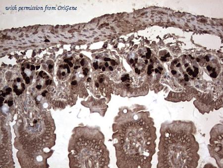 OriGene CF190137 image 1