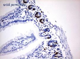 OriGene CF190197 image 1