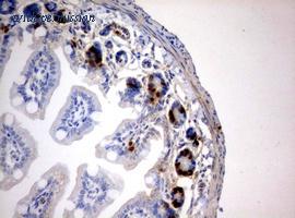 OriGene CF190204 image 1