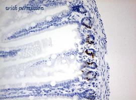 OriGene CF190208 image 1