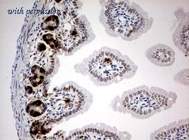 OriGene CF190210 image 1