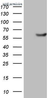 OriGene CF190269 image 1