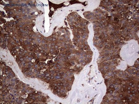 OriGene CF190271 image 1