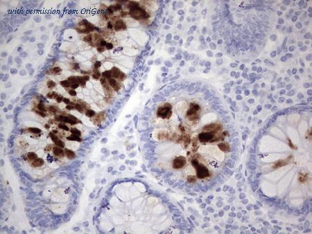 OriGene CF190272 image 1