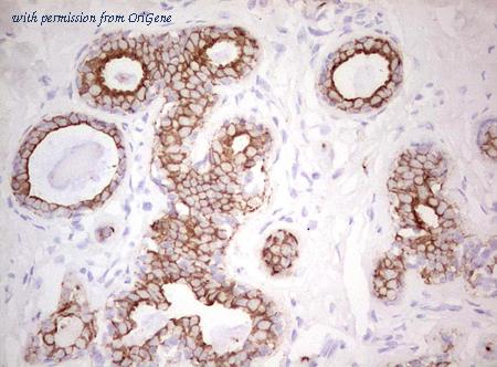 OriGene CF190295 image 1
