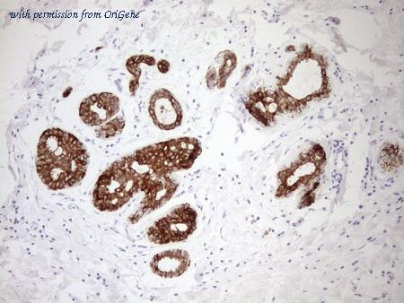 OriGene CF190321 image 1