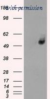 OriGene CF500639 image 1