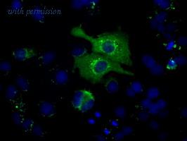 OriGene CF500772 image 1