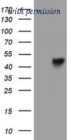 OriGene CF504902 image 1