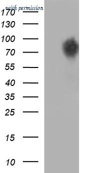OriGene CF507034 image 1