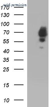OriGene CF507247 image 1