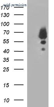 OriGene CF507248 image 1