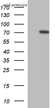 OriGene CF507302 image 1