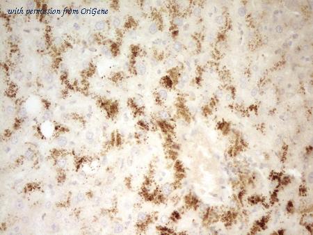 OriGene CF800708 image 1