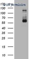 OriGene CF801078 image 1