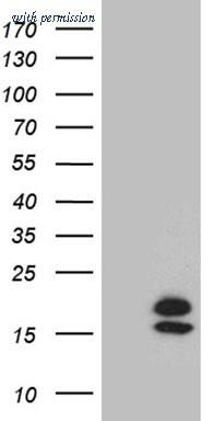OriGene CF801704 image 1