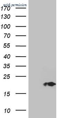 OriGene CF803119 image 1