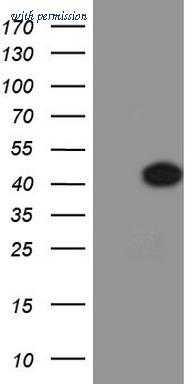OriGene CF803320 image 1