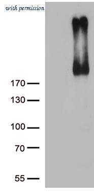 OriGene CF803827 image 1
