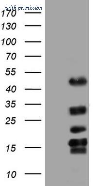 OriGene CF803928 image 1