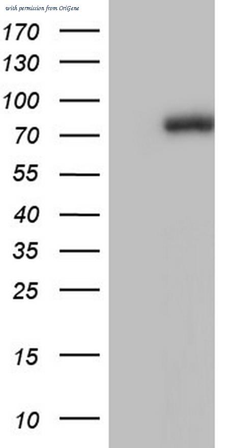OriGene CF804158 image 1