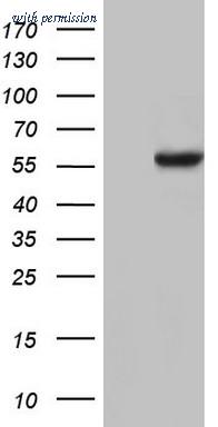 OriGene CF804228 image 1