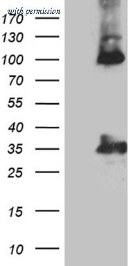 OriGene CF804244 image 1