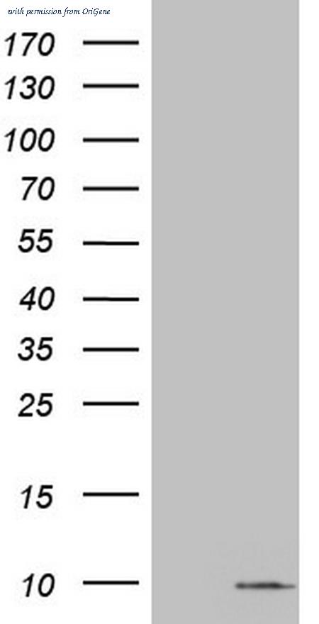 OriGene CF804299 image 1