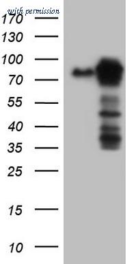 OriGene CF804355 image 1