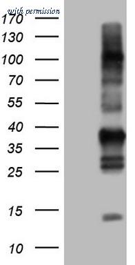 OriGene CF804442 image 1