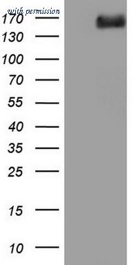 OriGene CF804515 image 1