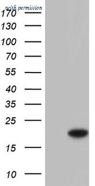 OriGene CF804650 image 1