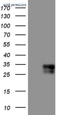 OriGene CF804768 image 1