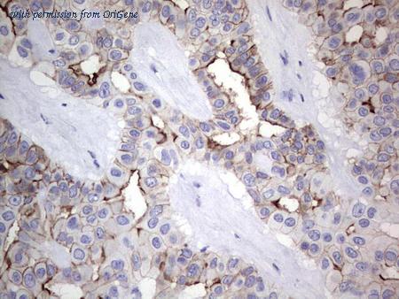 OriGene CF804793 image 1
