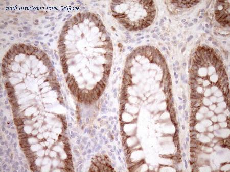 OriGene CF804810 image 1