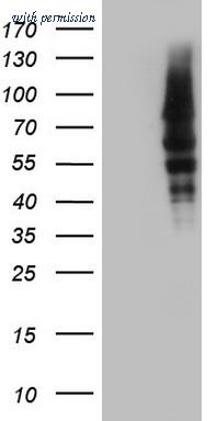 OriGene CF804828 image 1