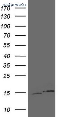 OriGene CF804858 image 1