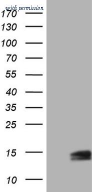 OriGene CF804887 image 1