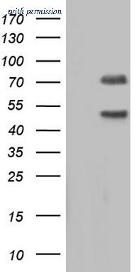 OriGene CF804907 image 1