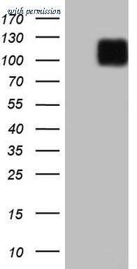 OriGene CF804945 image 1
