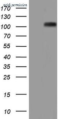 OriGene CF804951 image 1