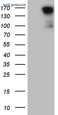 OriGene CF804960 image 1