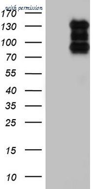 OriGene CF805013 image 1