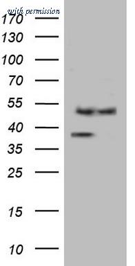 OriGene CF805043 image 1