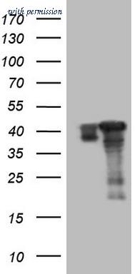 OriGene CF805140 image 1