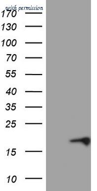 OriGene CF805400 image 1