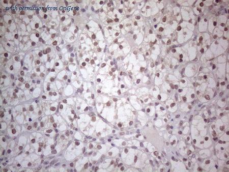 OriGene CF805507 image 1